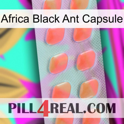Africa Black Ant Capsule 26